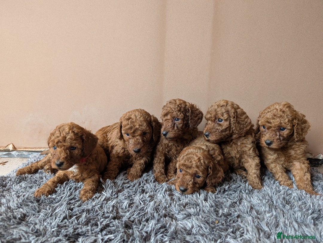Miniature Poodle dogs for sale: Red miniature poodle puppies!! in Stafford - Image 3