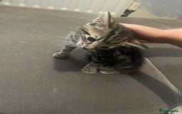 British Shorthair cats for sale: Kittens ready to go  - Image 4