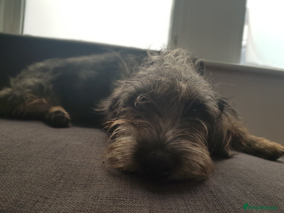Mixed Breed dogs for sale: Marley for sale - Image 2