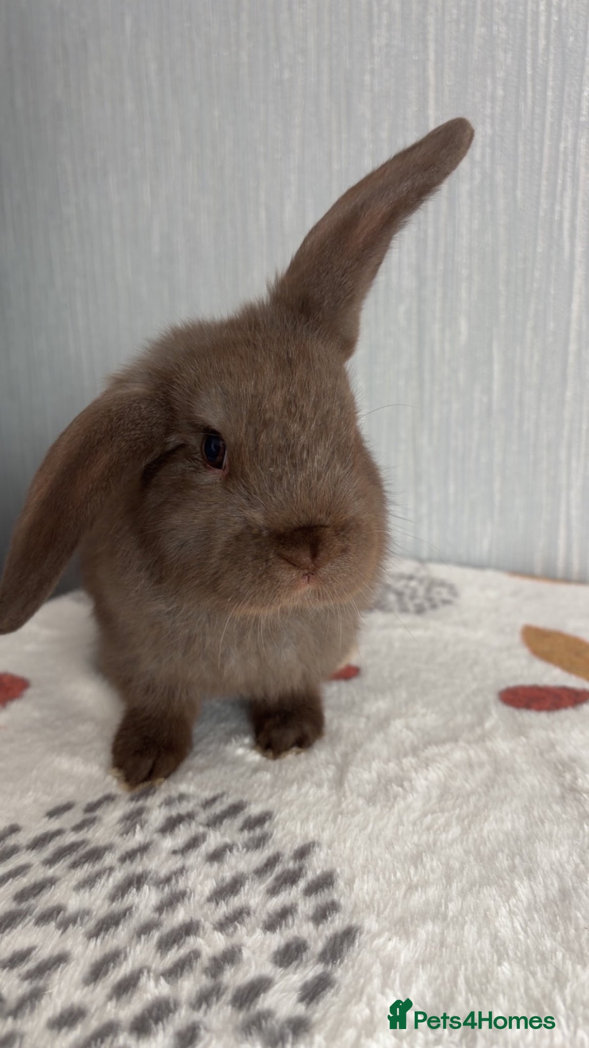 Mini Lop rabbits Chocolate mini lop buck ready now‼️ - Advert 2