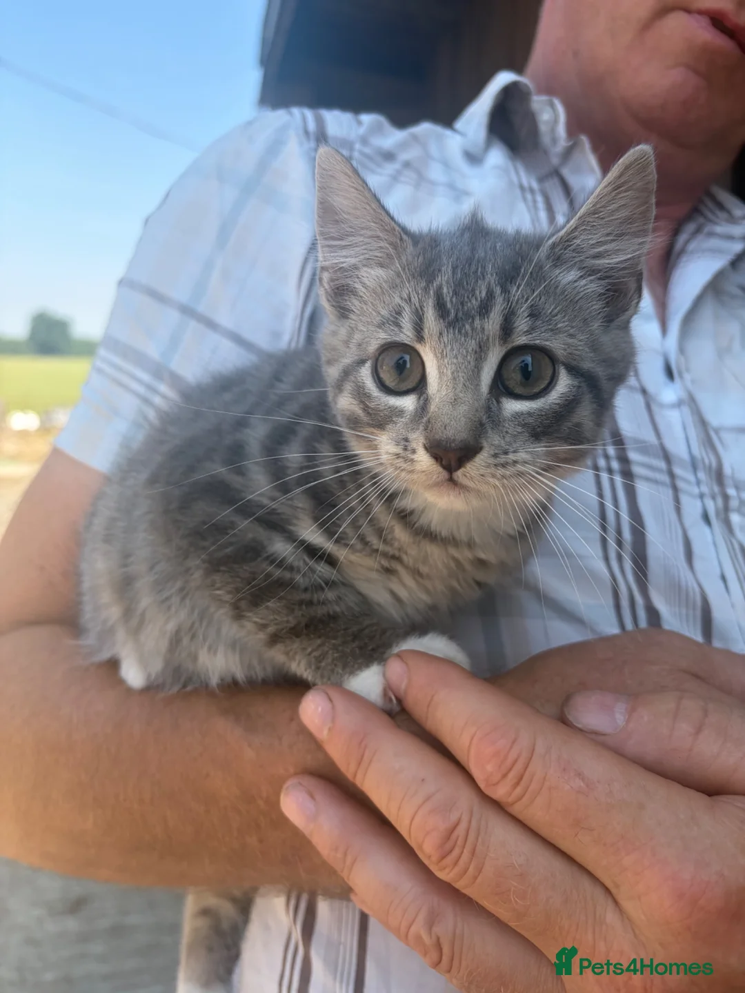 Mixed Breed cats for sale: Male kittens  - Advert 2