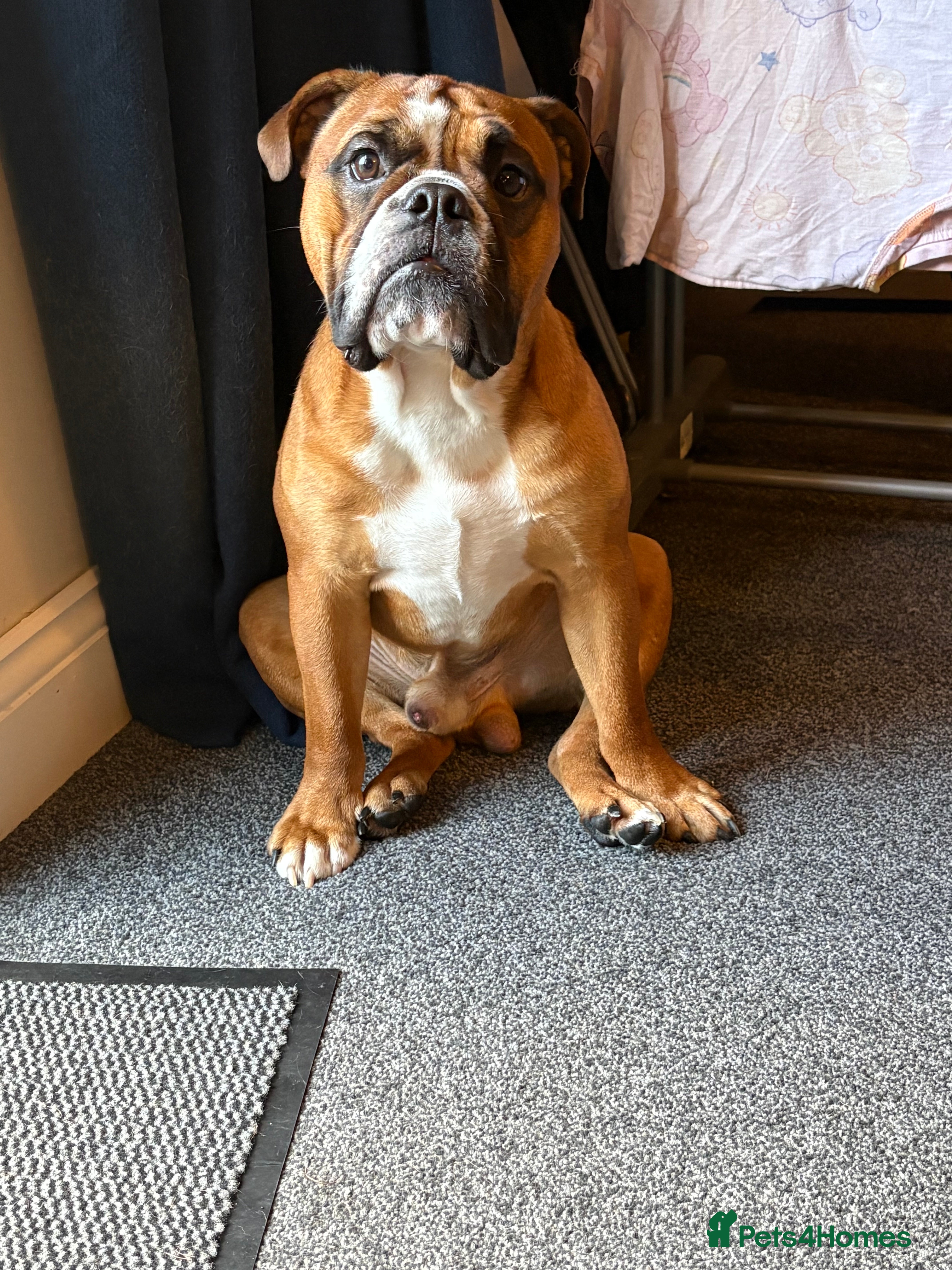 English Bulldog dogs Full health checked traditional bulldog for stud  - Advert 2