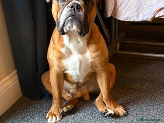 English Bulldog dogs Full health checked traditional bulldog for stud - Advert 1