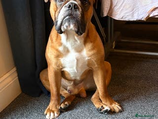 English Bulldog dogs Full health checked traditional bulldog for stud - Advert 12