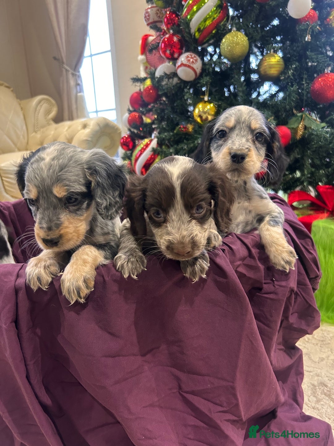 Cocker Spaniel dogs for sale: Cocker spaniel puppies  - Advert 3