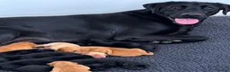 Labrador Retriever dogs for sale: KC Labradors, Black & Fox Red  - Advert 10