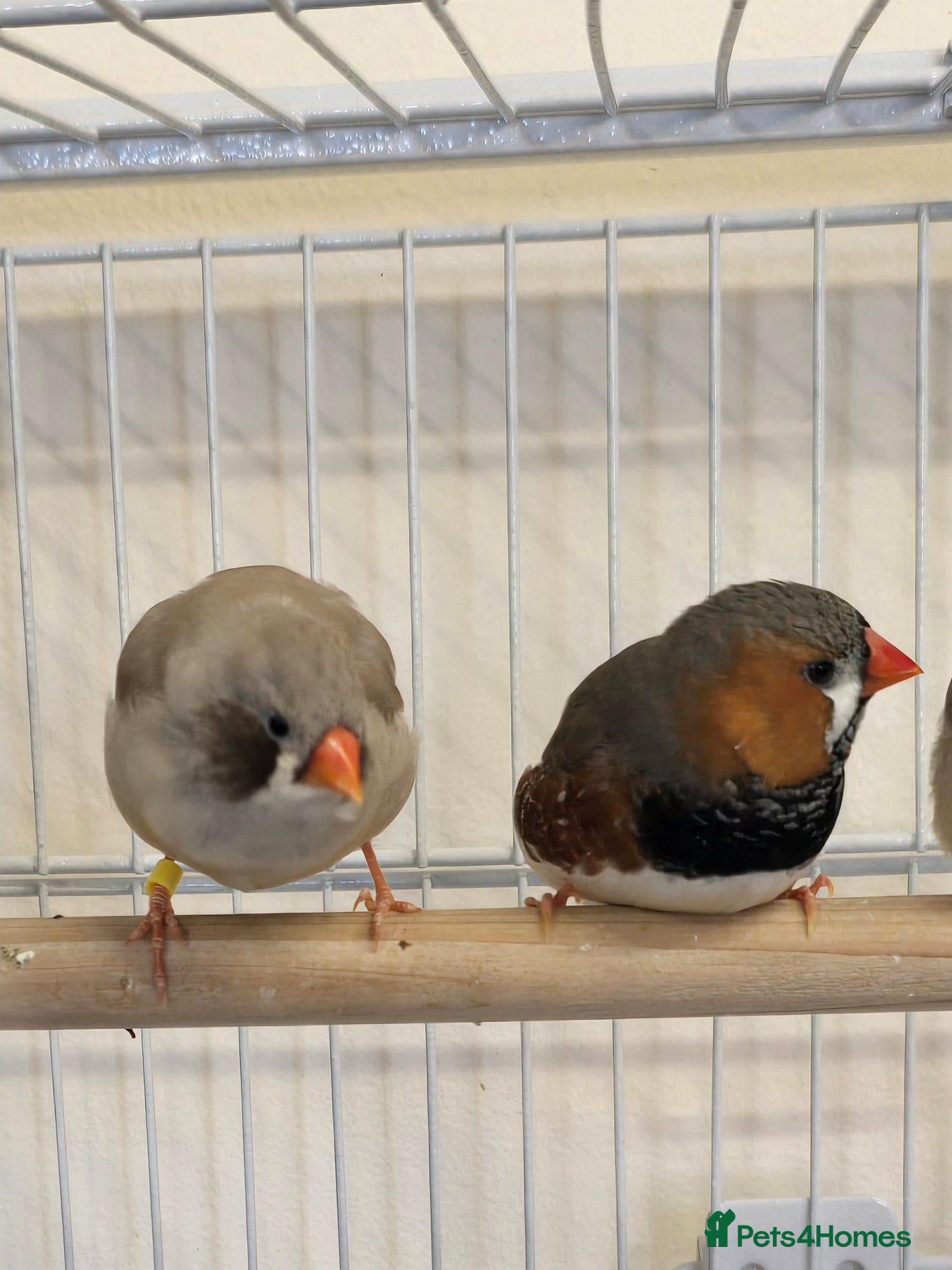 Finches birds Lovely breeding pair of zebra finches  - Advert 1