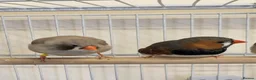 Finches birds for sale: Lovely breeding pair of zebra finches  in South Shields - Advert 1