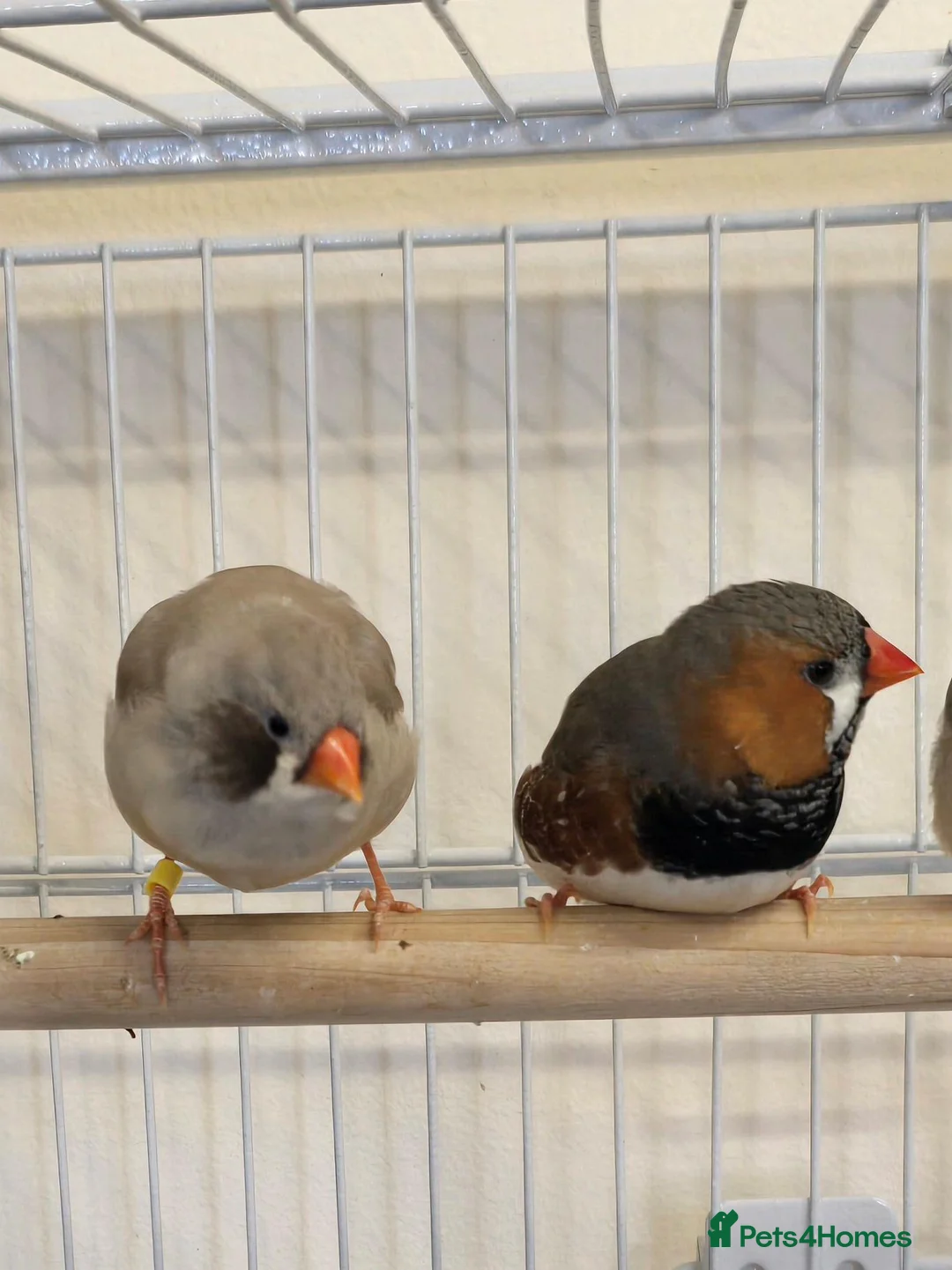 Finches birds for sale: Lovely breeding pair of zebra finches  in South Shields - Advert 1