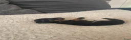 Miniature Dachshund dogs for sale: 5 Miniature Daschund Boys - Advert 13
