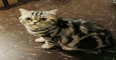 British Shorthair cats Bsh.  Silver Classic Tabby. ACTIVE.  - Advert 5