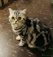 British Shorthair cats Bsh. Silver Classic Tabby. ACTIVE. - Advert 11
