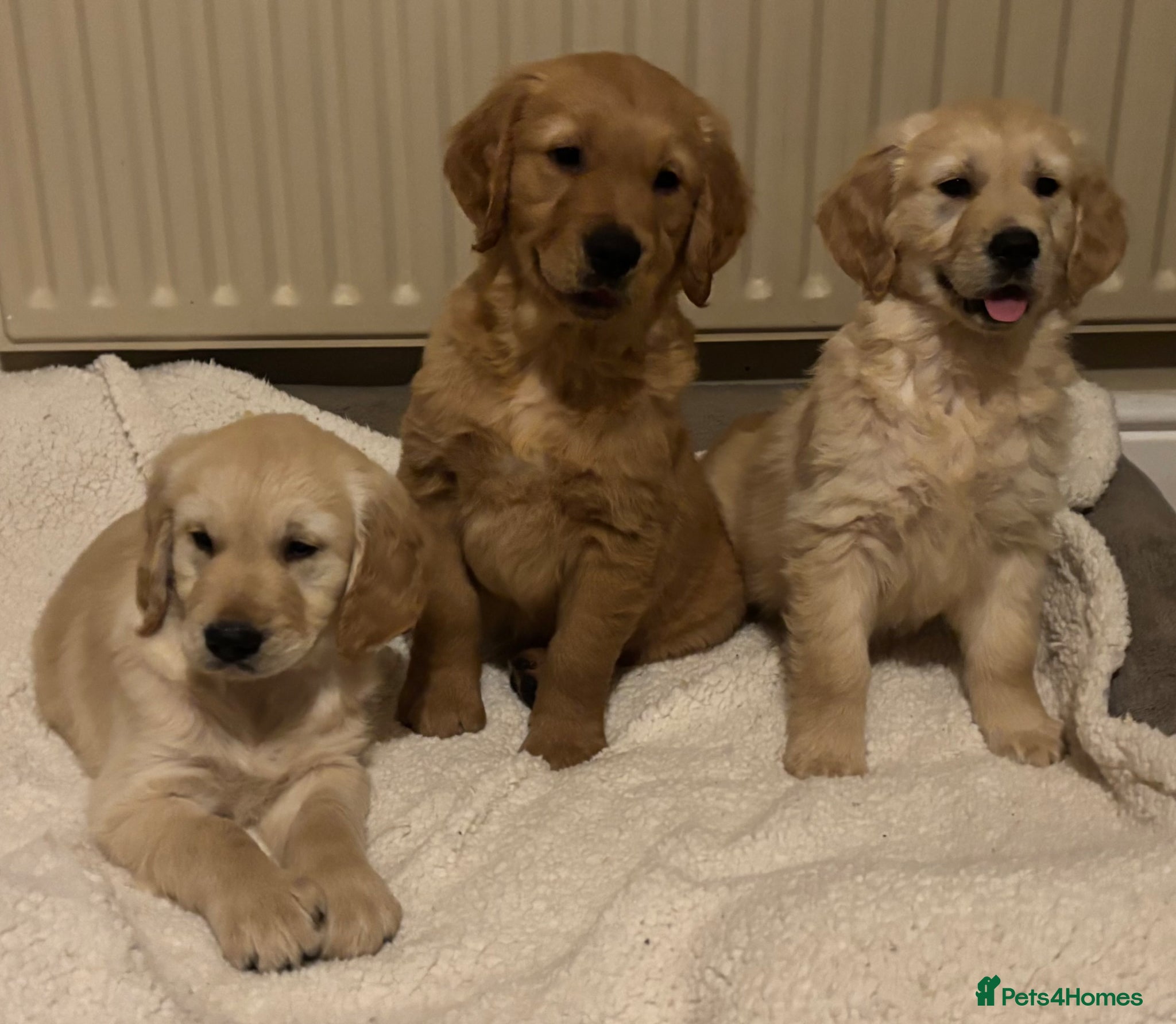 Golden Retriever dogs Beautiful KC Reg Golden Retriever puppies!!  - Advert 6