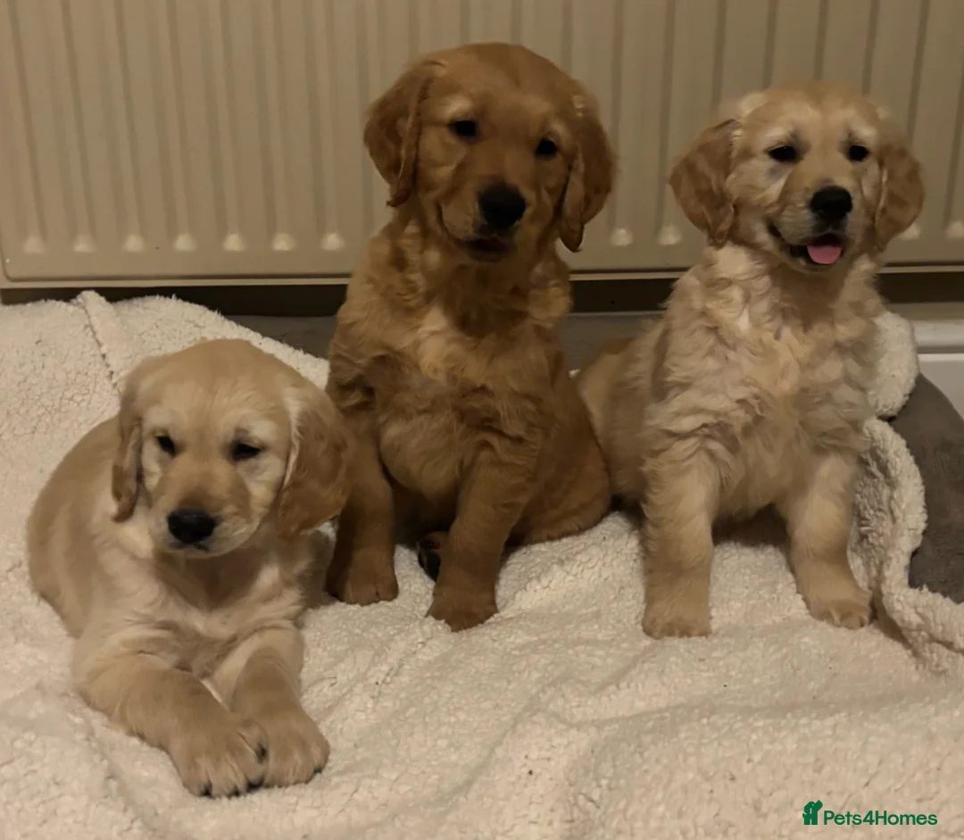 Golden Retriever dogs for sale: Beautiful KC Reg Golden Retriever puppies!!  - Advert 1