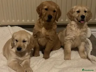 Golden Retriever dogs Beautiful KC Reg Golden Retriever puppies!! - Advert 3