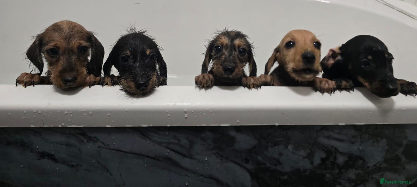 Miniature Dachshund dogs for sale: Kaninchen (Rabbit) smooth x wire dachshund pinwire - Advert 11
