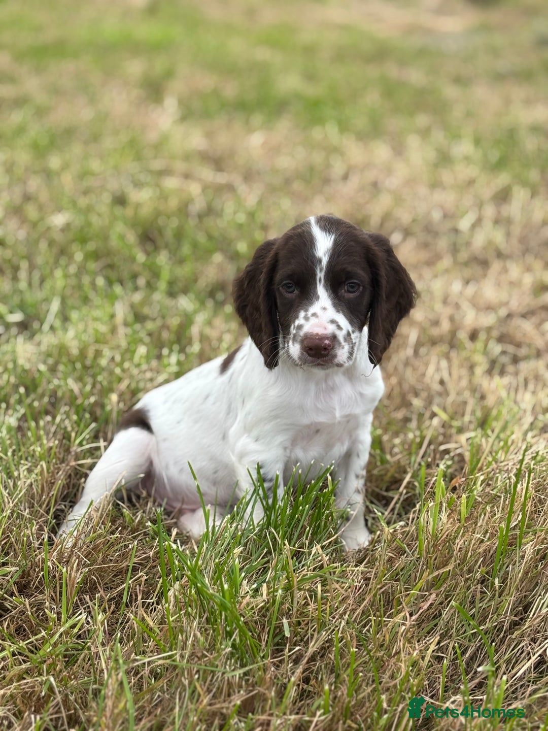 English Springer Spaniel dogs for sale: Stunning DNA Clear KC Springer Spaniel Puppies  - Image 5