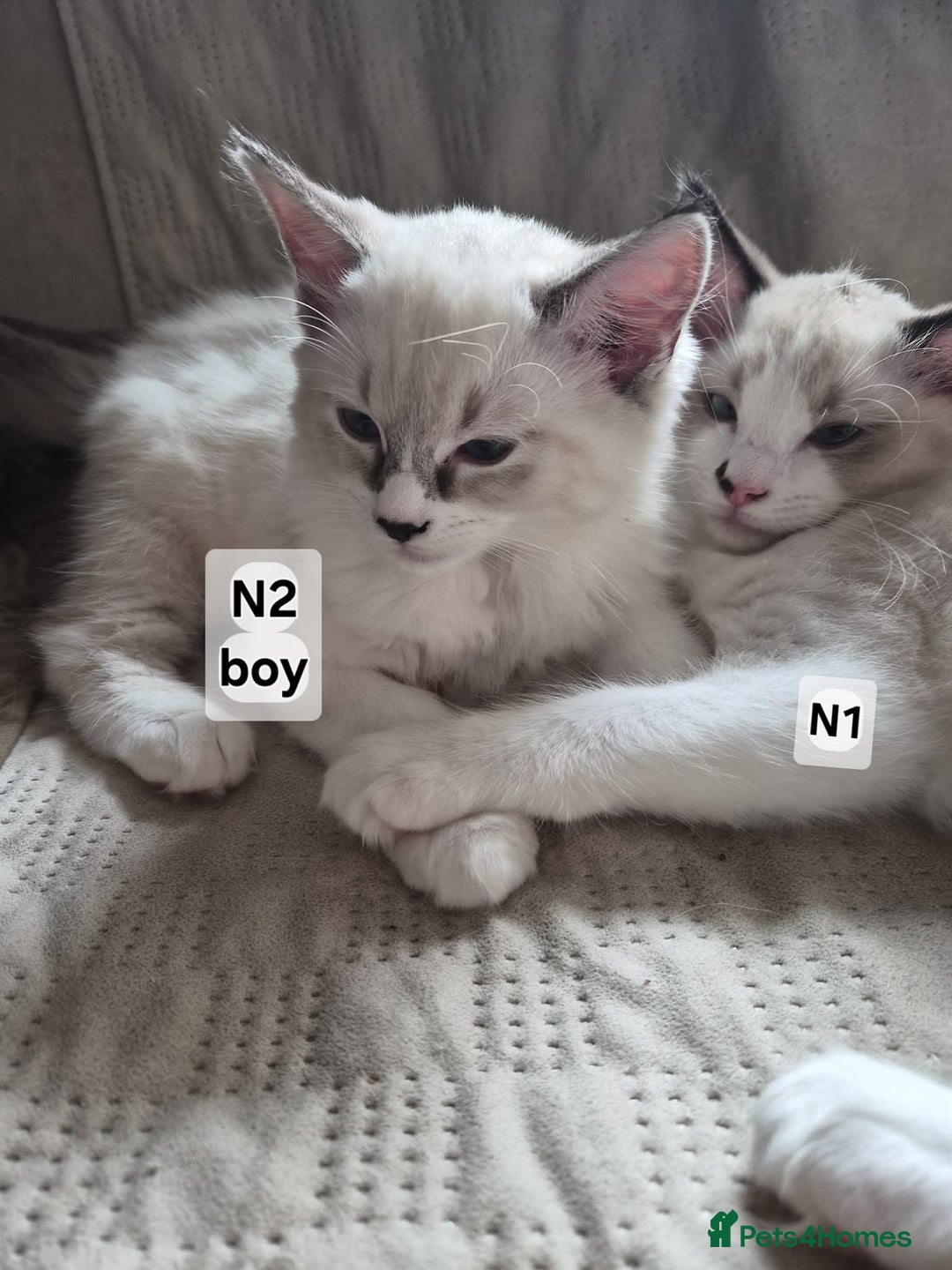 Ragdoll cats for sale: Beautiful Ragdoll Kittens Available - Advert 4