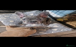 French Bulldog dogs for sale: Beautiful brindle french-bulldog girl left!  - Image 31