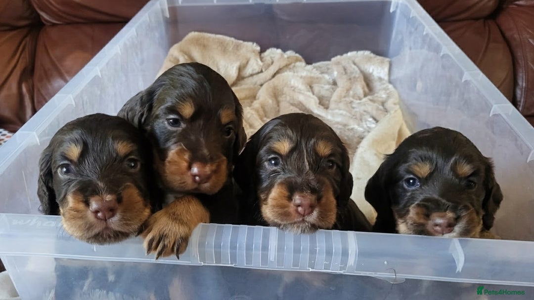 Cocker Spaniel dogs for sale: Brown and Tan cocker spaniel puppies - Image 7