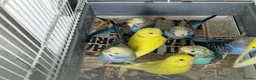 Budgerigars birds for sale: Super silly hand tamed baby budgie - Advert 11