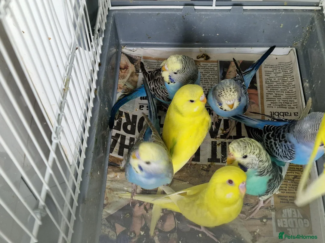 Budgerigars birds for sale: Super silly hand tamed baby budgie - Advert 11