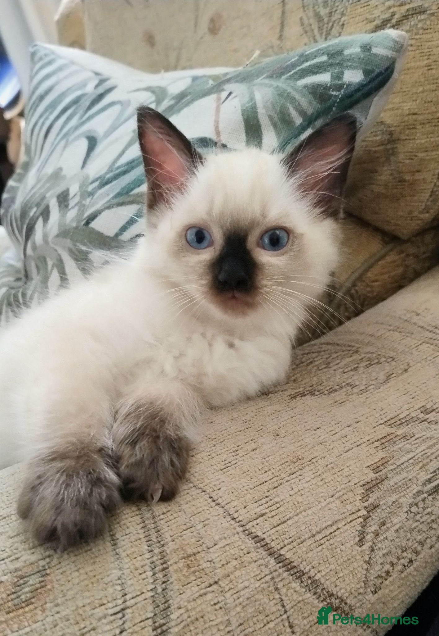 Ragdoll cats Pure bred Ragdolls need loving homes - Advert 1