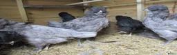 Chickens poultry for sale: Araucanaa pullets(Large, Tailed). Blue / White lue - Advert 3