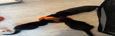 Mixed Breed Kitten 9