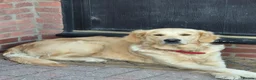 Golden Retriever dogs for sale: Rehome in York - Advert 2