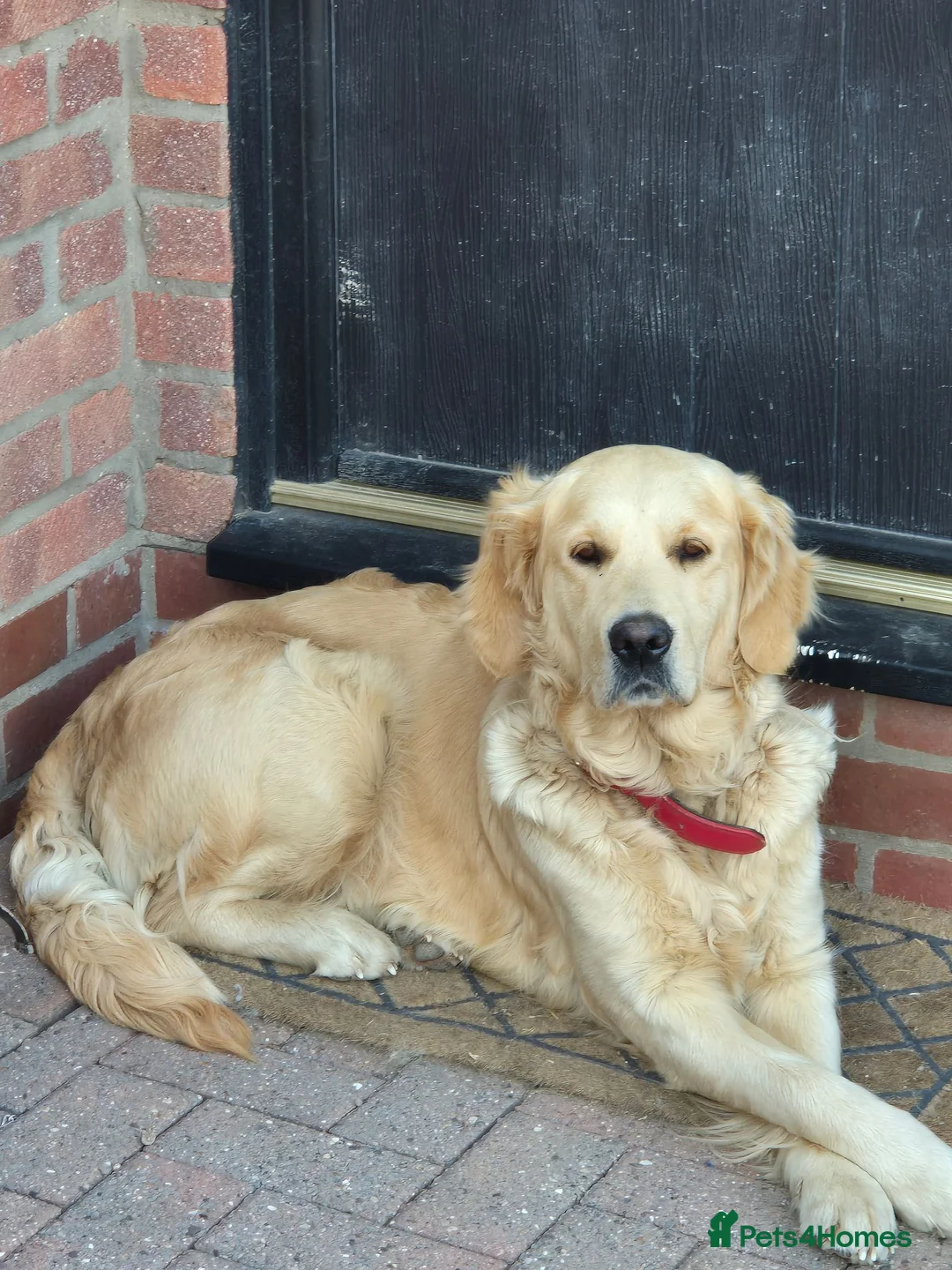 Golden Retriever dogs for sale: Rehome in York - Advert 2