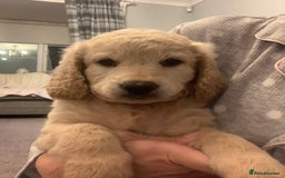 Double Doodle dogs for sale: Double doodles - Image 17