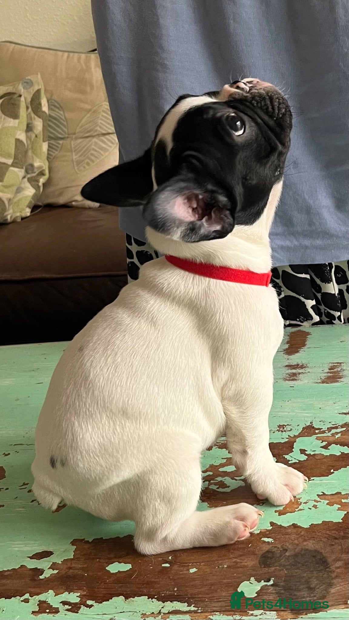 French Bulldog dogs KC reg. Crufts & International Champion breeding  - Advert 3