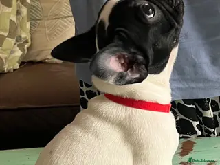 French Bulldog dogs KC reg. Crufts & International Champion breeding - Advert 3
