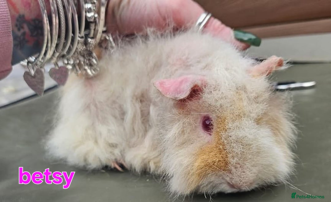 Guinea Pig rodents for sale: Lunkarya - Advert 15