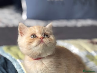 Exotic cats Gorgeous Golden Exotic Girl - Advert 8