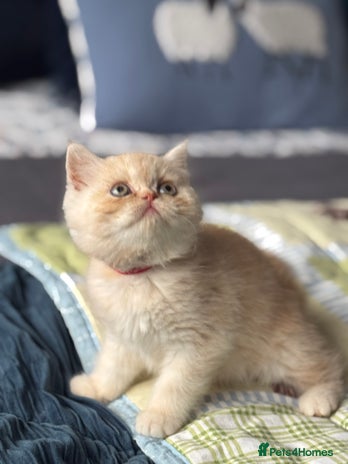 Exotic cats Gorgeous Golden Exotic Girl - Advert 7