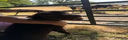 Labrador Retriever dogs for sale: Quality KC Reg Chocolate Labrador Retriever Adult - Advert 11
