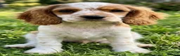 Mixed Breed dogs for sale: Three Roan Puppies Available  - Advert 5
