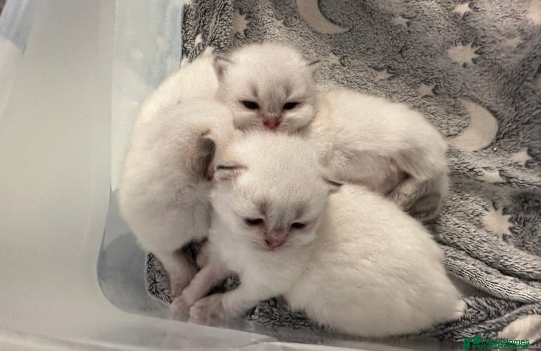 British Longhair cats for sale: Top qualityBritish longhaired kitten white&golden  - Image 20