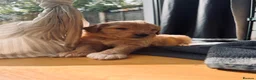 Mixed Breed dogs for sale: Adorable Australian Labradoodle puppies - Advert 27