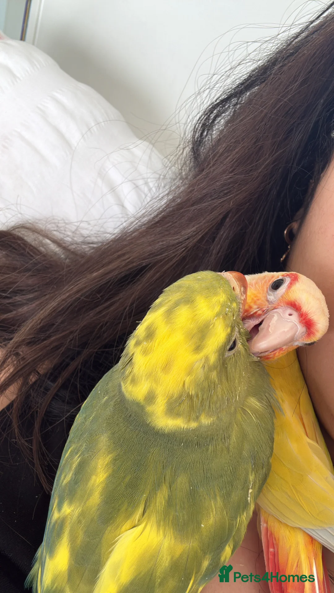 Conures birds for sale: 2 months hand tamedIndianring neck- cage-rare mut - Advert 2