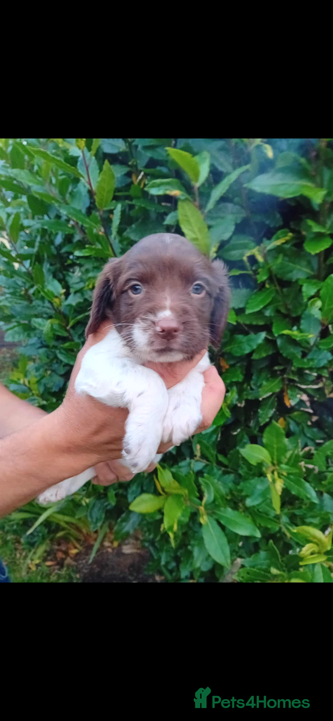 English Springer Spaniel dogs for sale: 2 English springer spaniel bitches  - Image 4