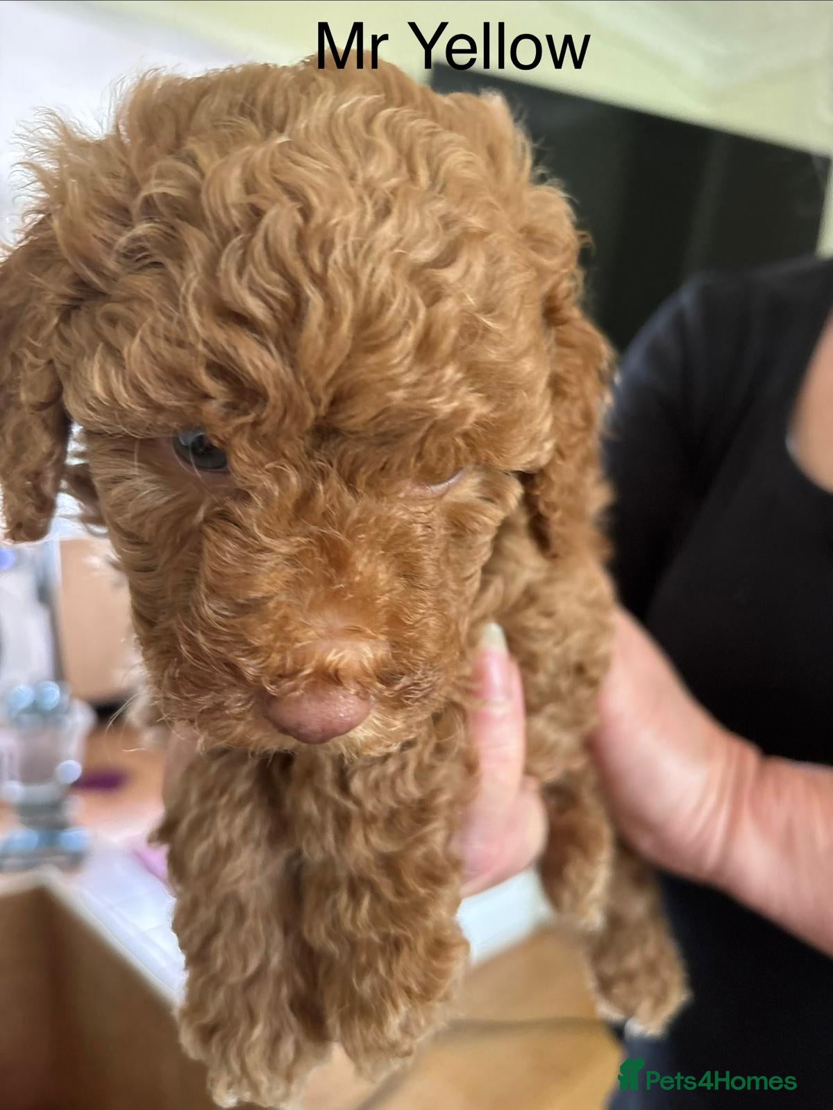 Mixed Breed dogs for sale: Moyen/miniature poodle - Advert 11