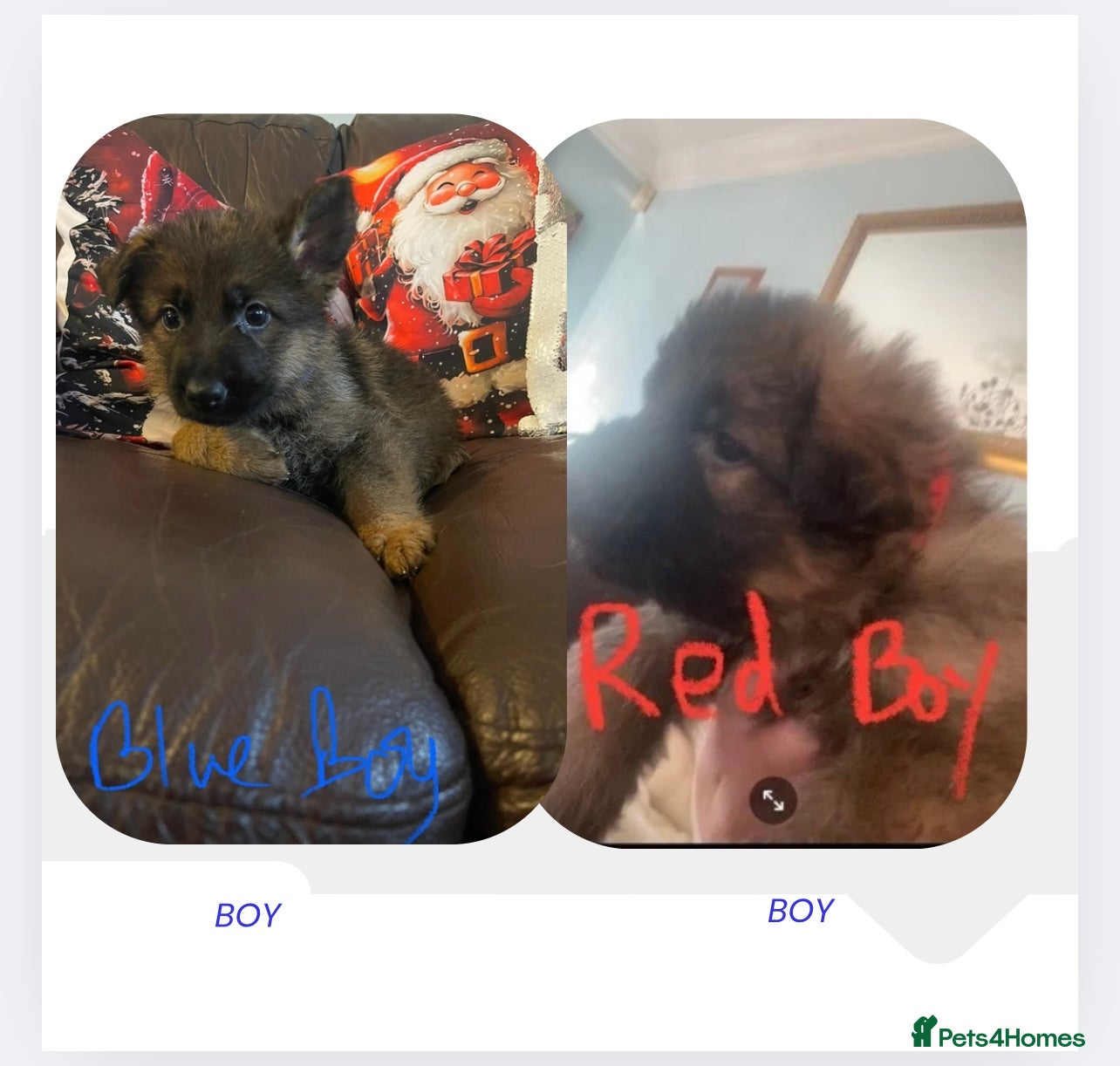 German Shepherd dogs German shepherd puppies - Stunning 2 boys left - Advert 15