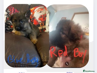 German Shepherd dogs German shepherd puppies - Stunning 2 boys left - Advert 15