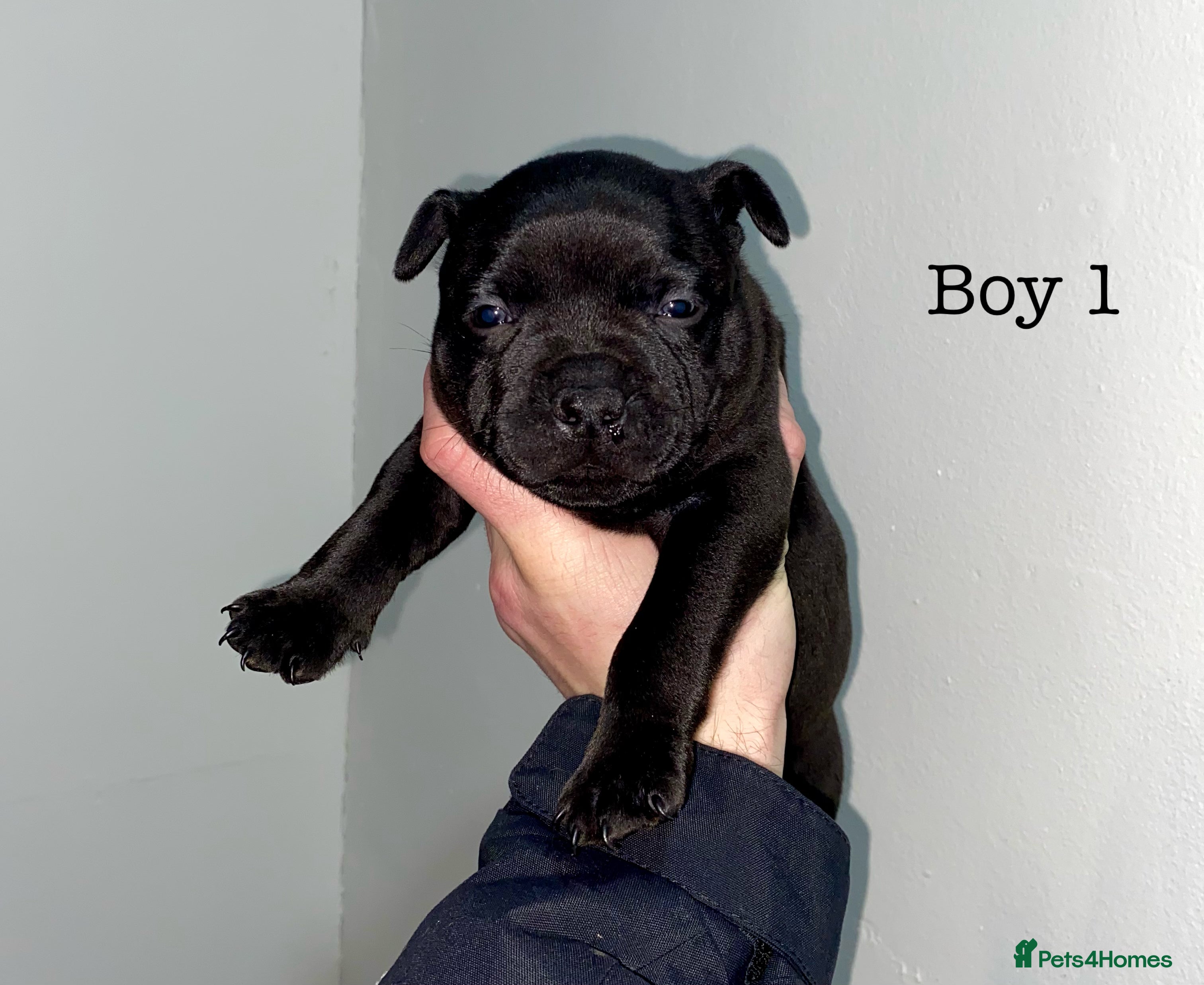 Staffordshire Bull Terrier dogs Full black Show Quality Staffy pups (Kassius Pup)  - Advert 1