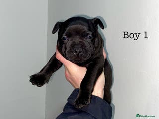 Staffordshire Bull Terrier dogs Full black Show Quality Staffy pups (Kassius Pup) - Advert 2