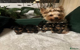 Yorkshire Terrier dogs for sale: Yorkshire Terrier Puppies for sale - Advert 9
