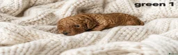 Cockapoo dogs for sale: Cockapoo  in Wolverhampton - Advert 6